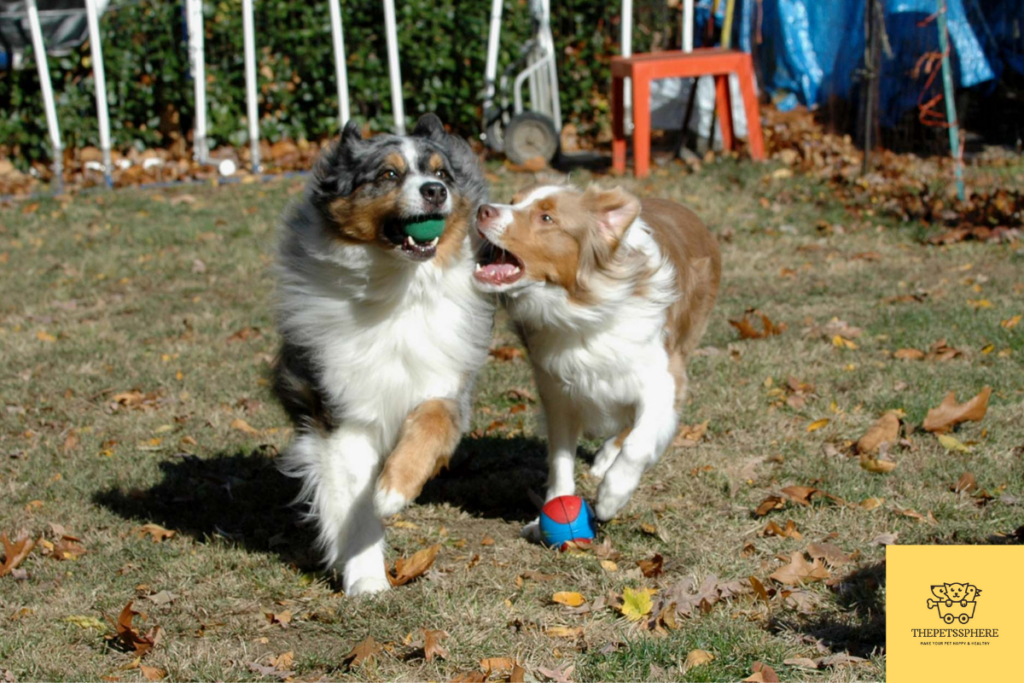 Pic of Australian Shepherds with other Dogs