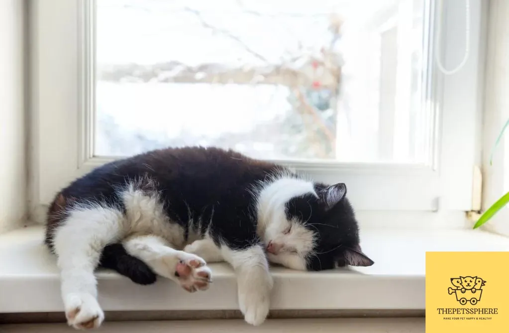 sleepy cat