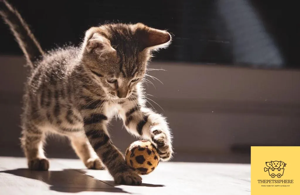 playful cat