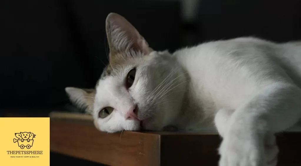 sad cat