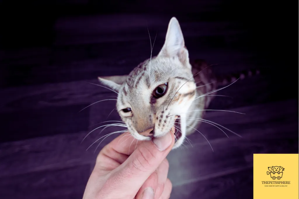 Bengal Cat Biting