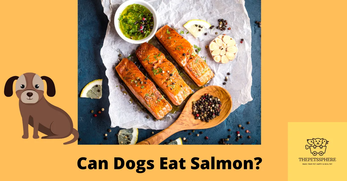 salmon for dogs