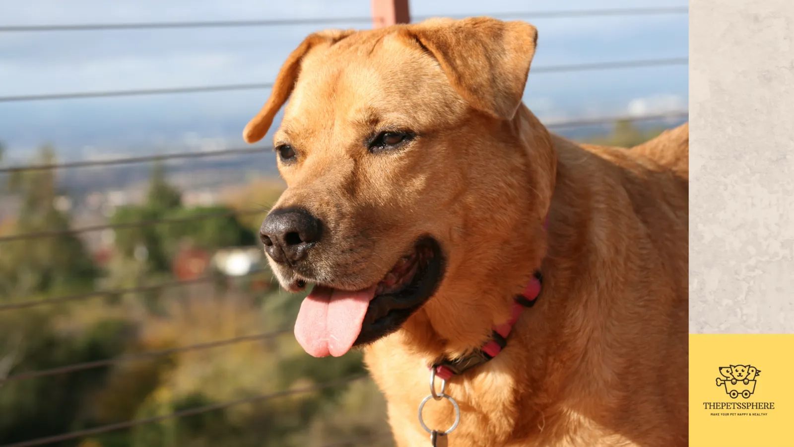 hyperventilation in dogs occur in case of fast breathing