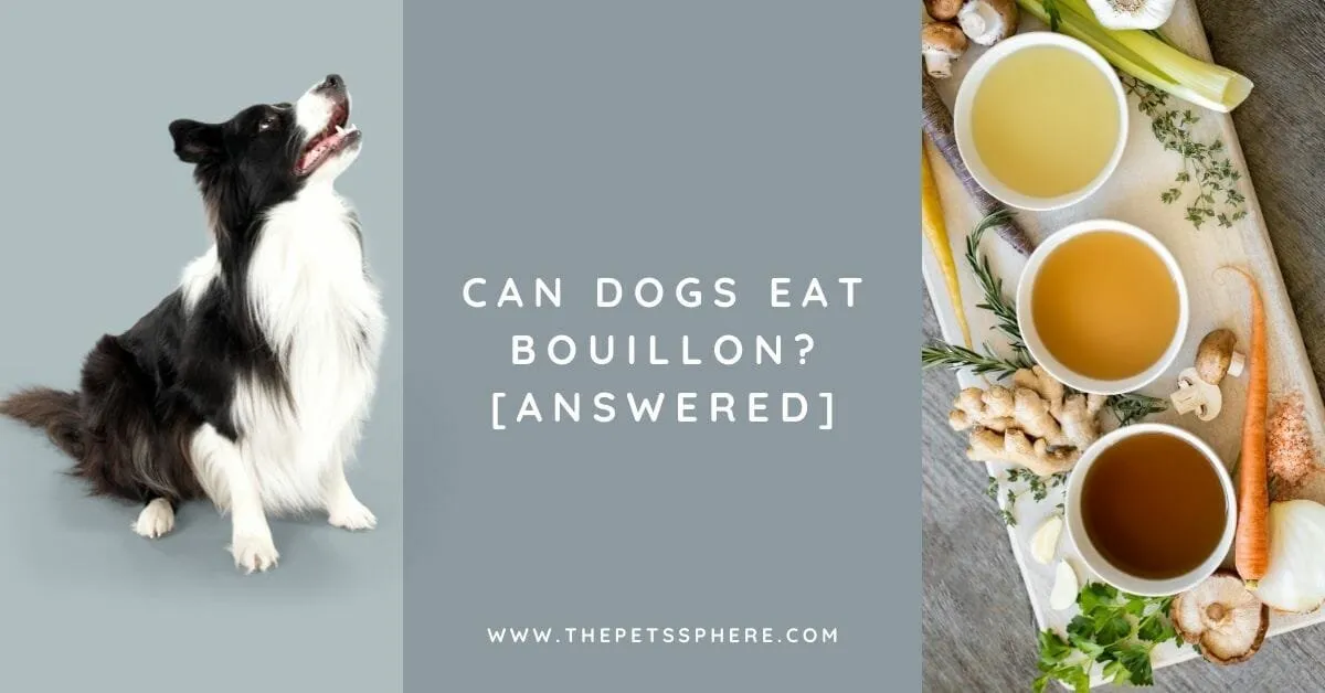 Can Dogs Eat Bouillon [ANSWERED]