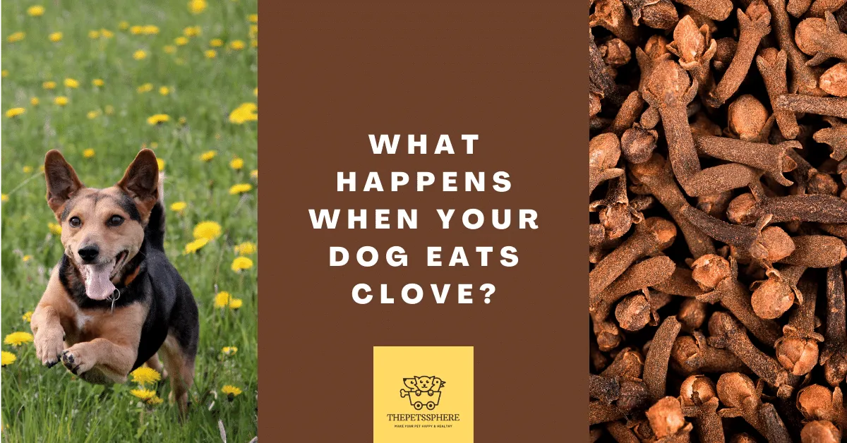 What Happens When Your Dog Eats Clove