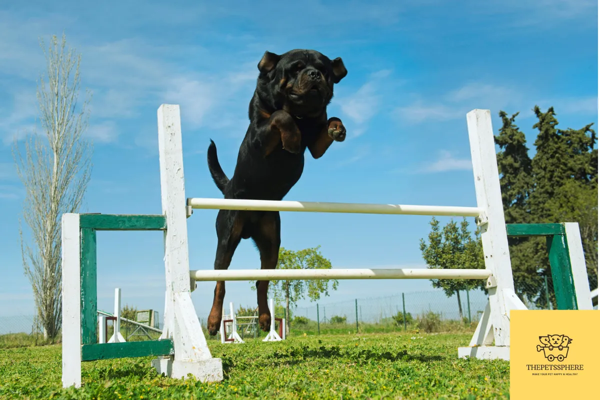 rottweiler training