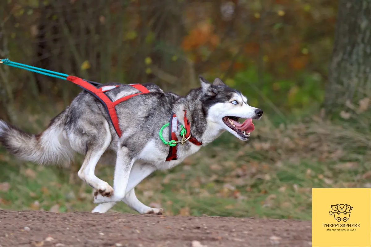 husky is running fast