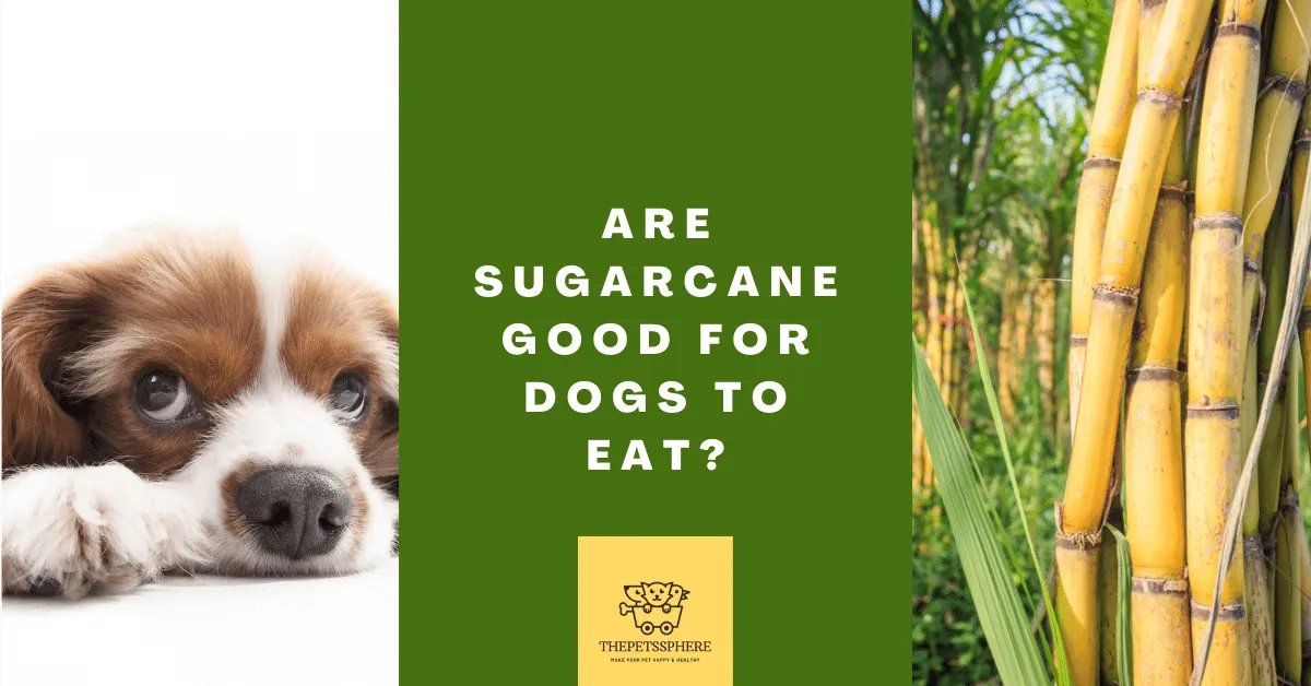 Are Sugarcane Good for Dogs to Eat