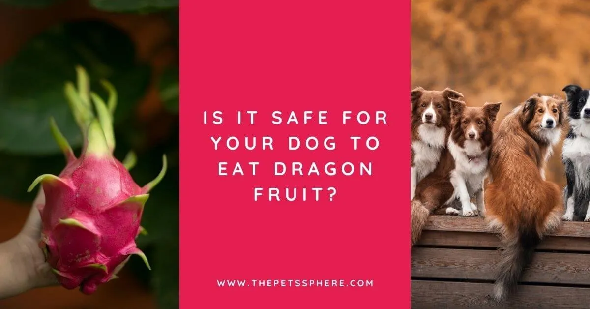 Can Dogs Eat Dragon Fruit