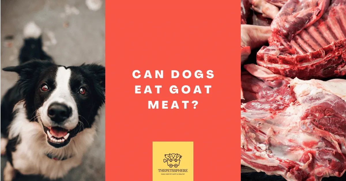 Can Dogs Eat Goat Meat