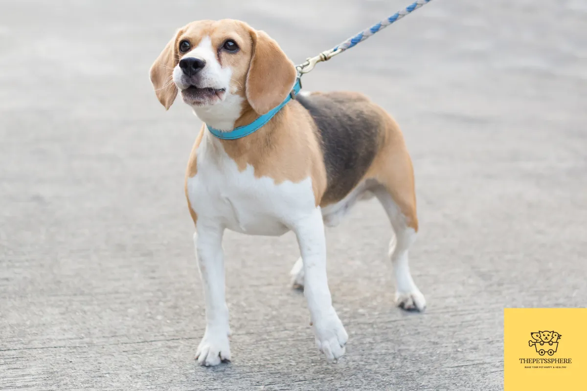 barking dog Beagle