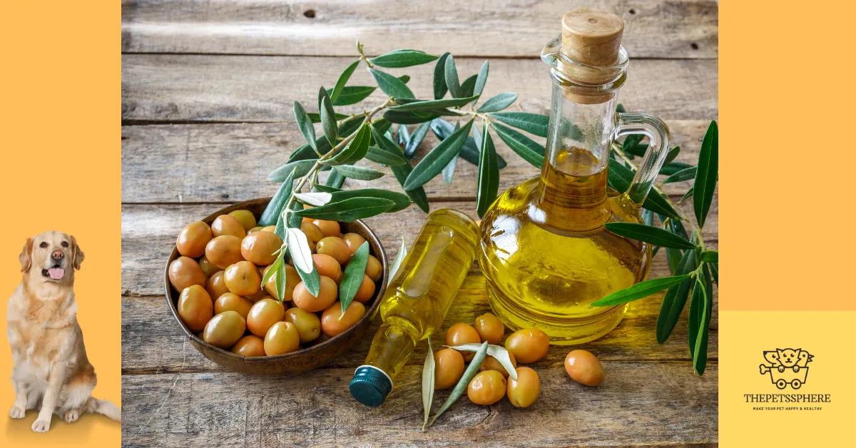 olive and olive oils are good for dogs