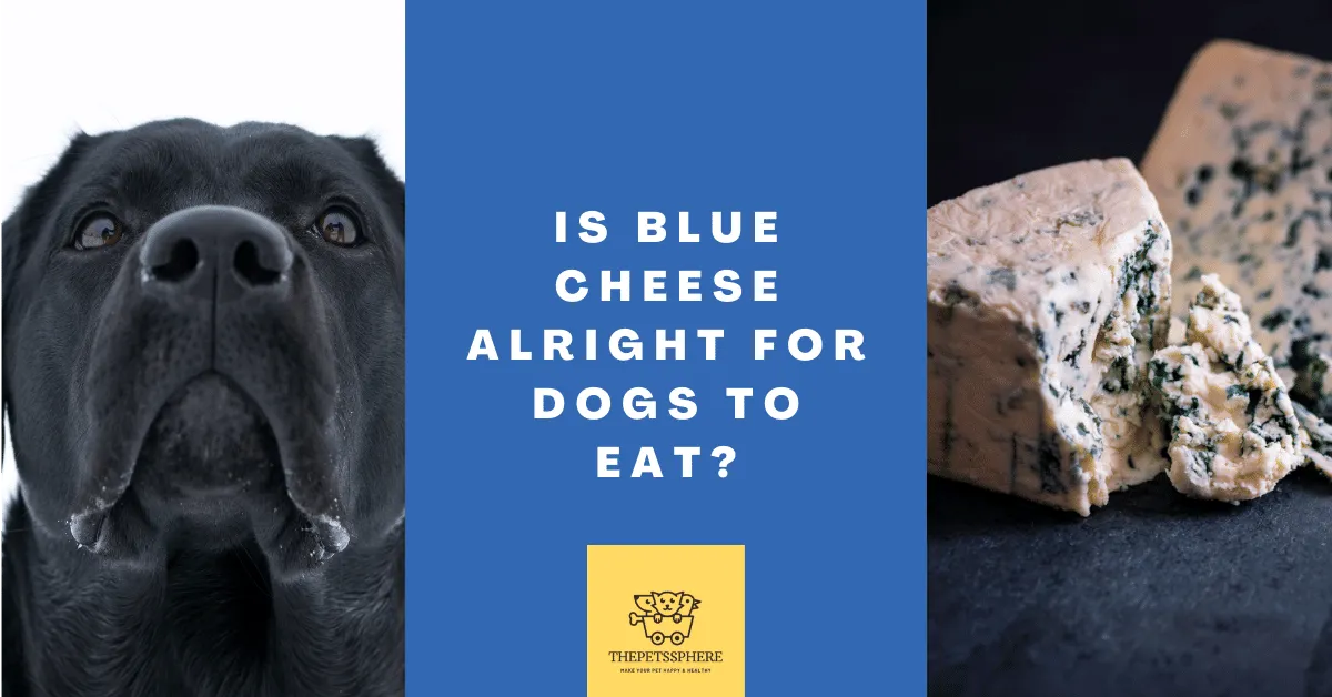 Is Blue Cheese Alright for Dogs to Eat