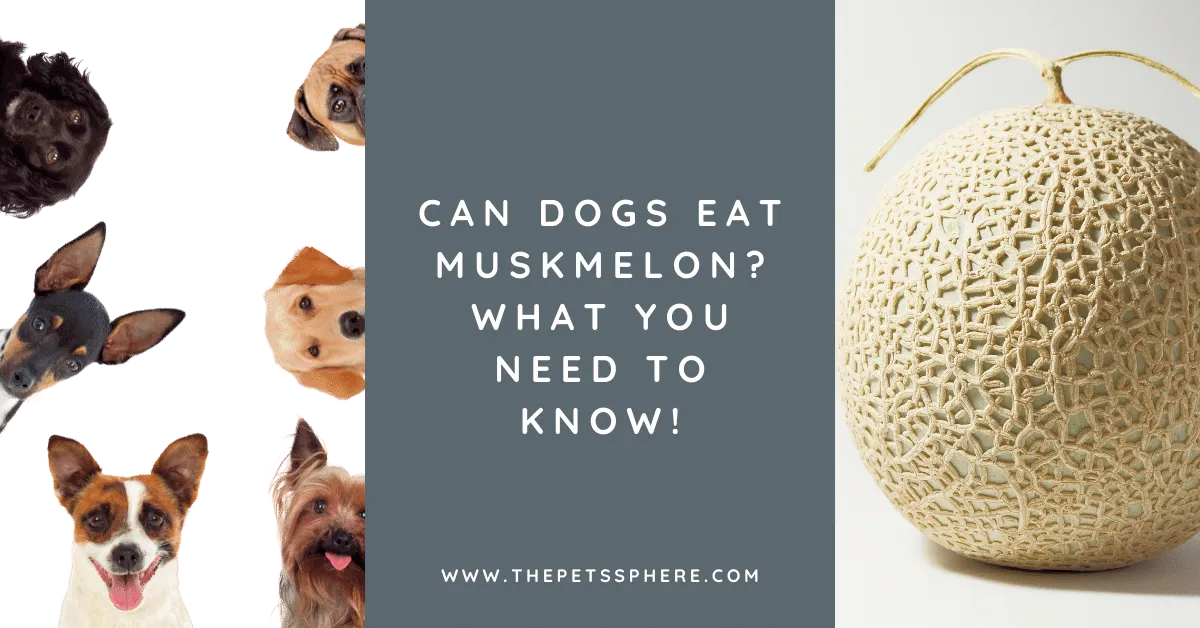 Can Dogs Eat Muskmelon_ What You Need to Know! - featured image