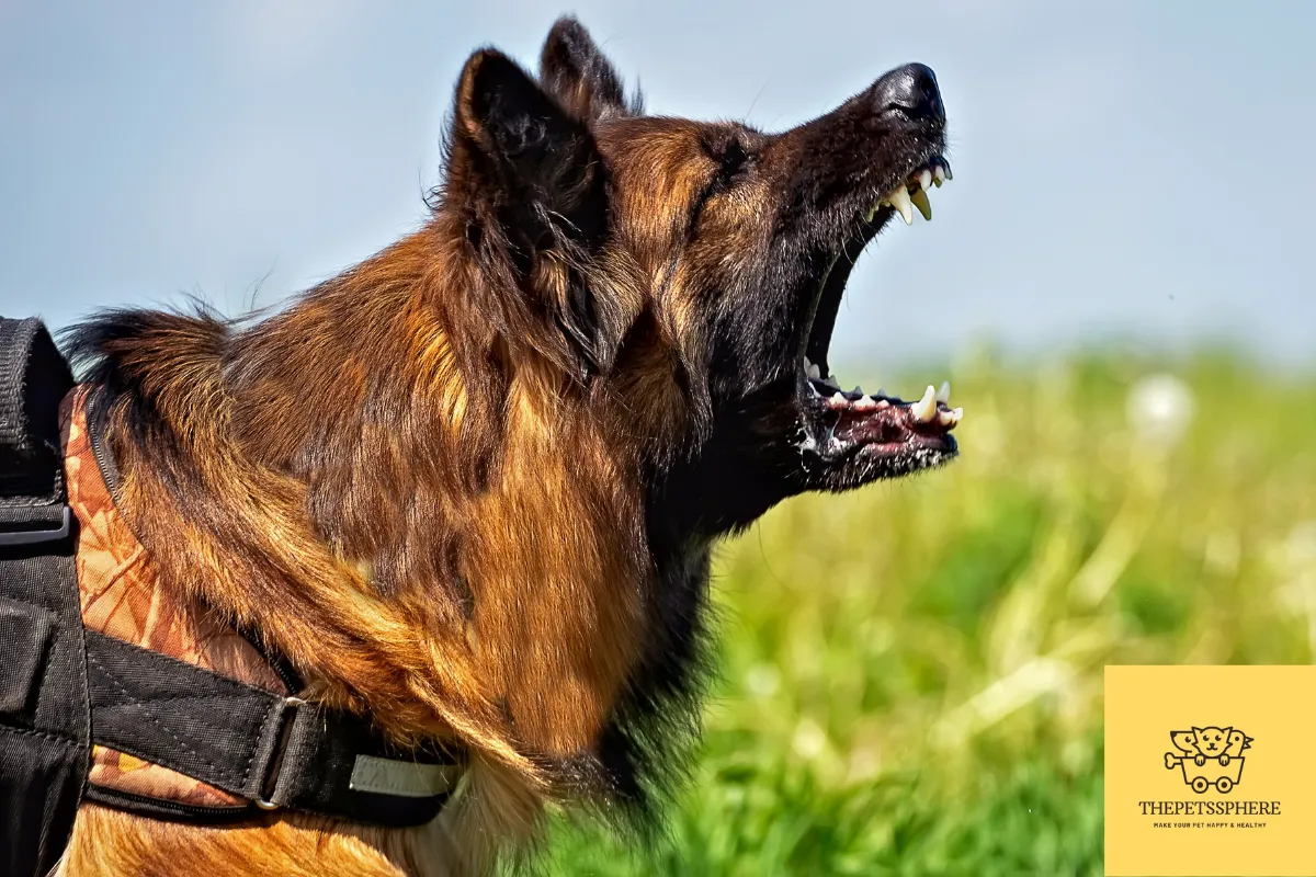 Pic of aggressive german shepherd