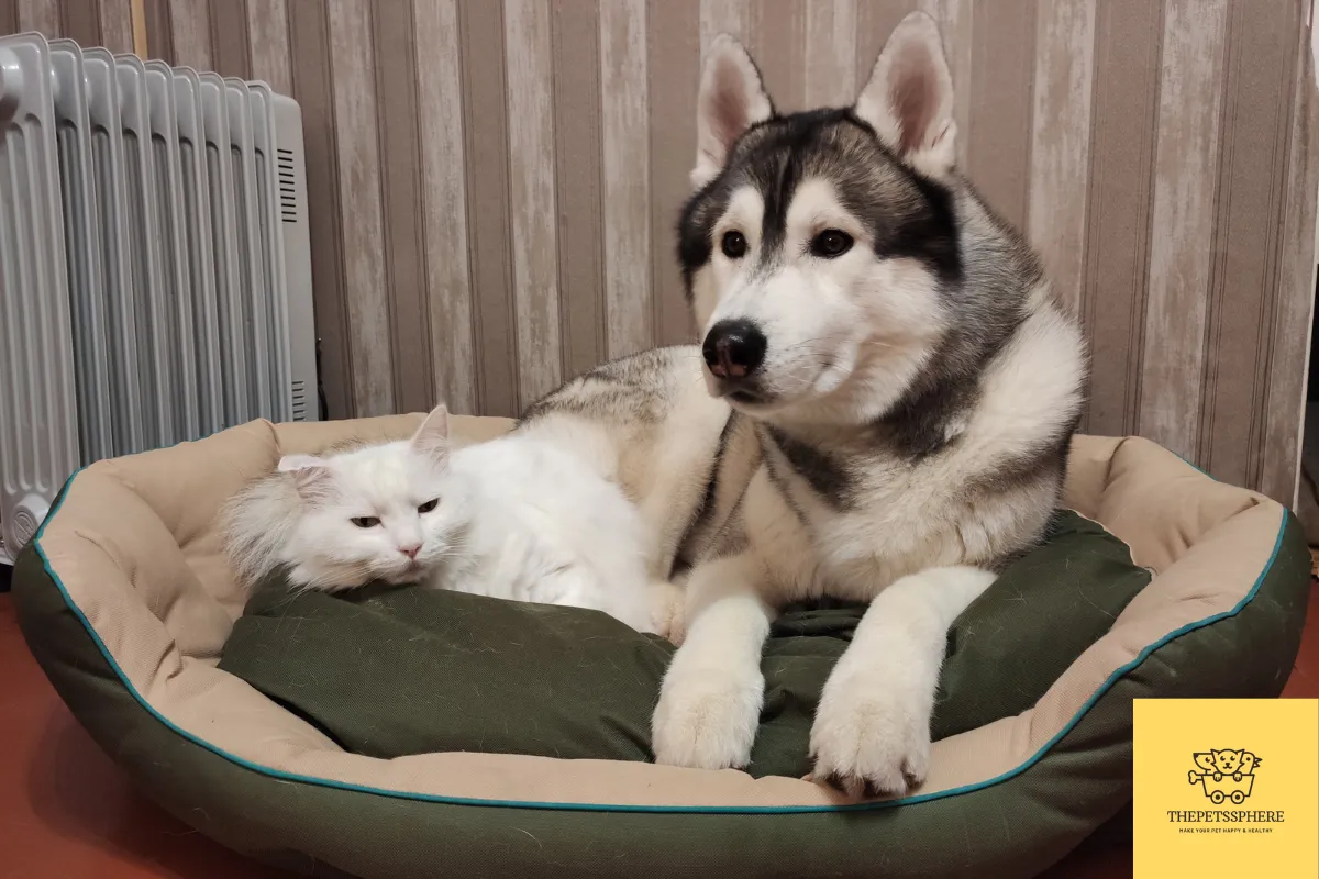 husky with cat