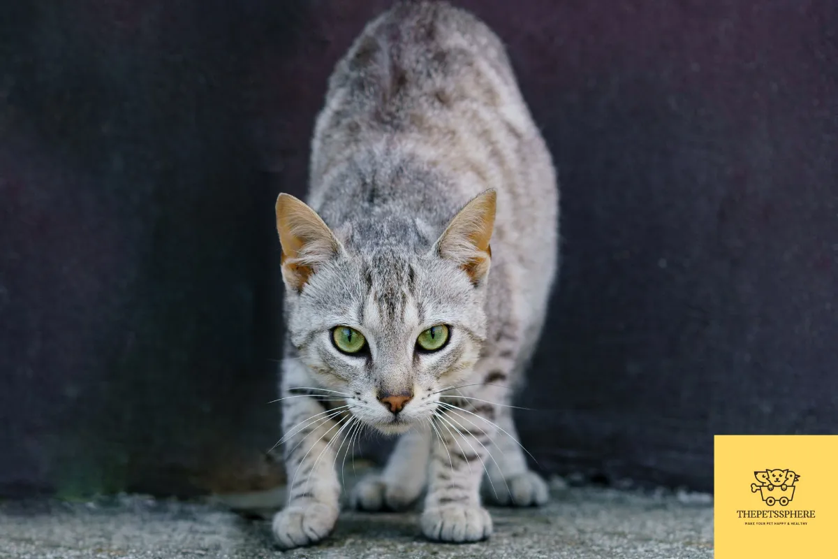 hyperactive cat