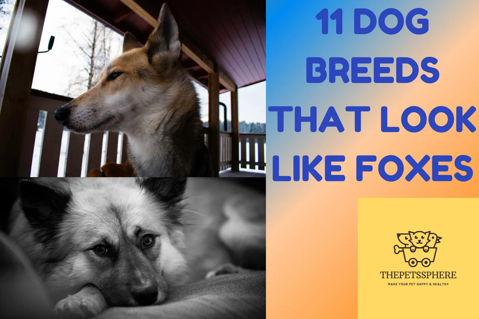 11 Dog Breeds that look like foxes