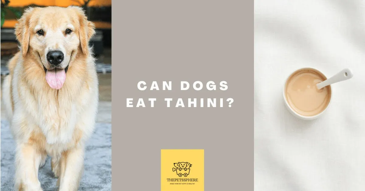 Can Dogs Eat Tahini