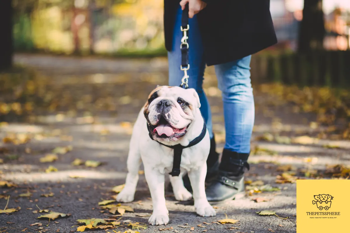 english bulldog