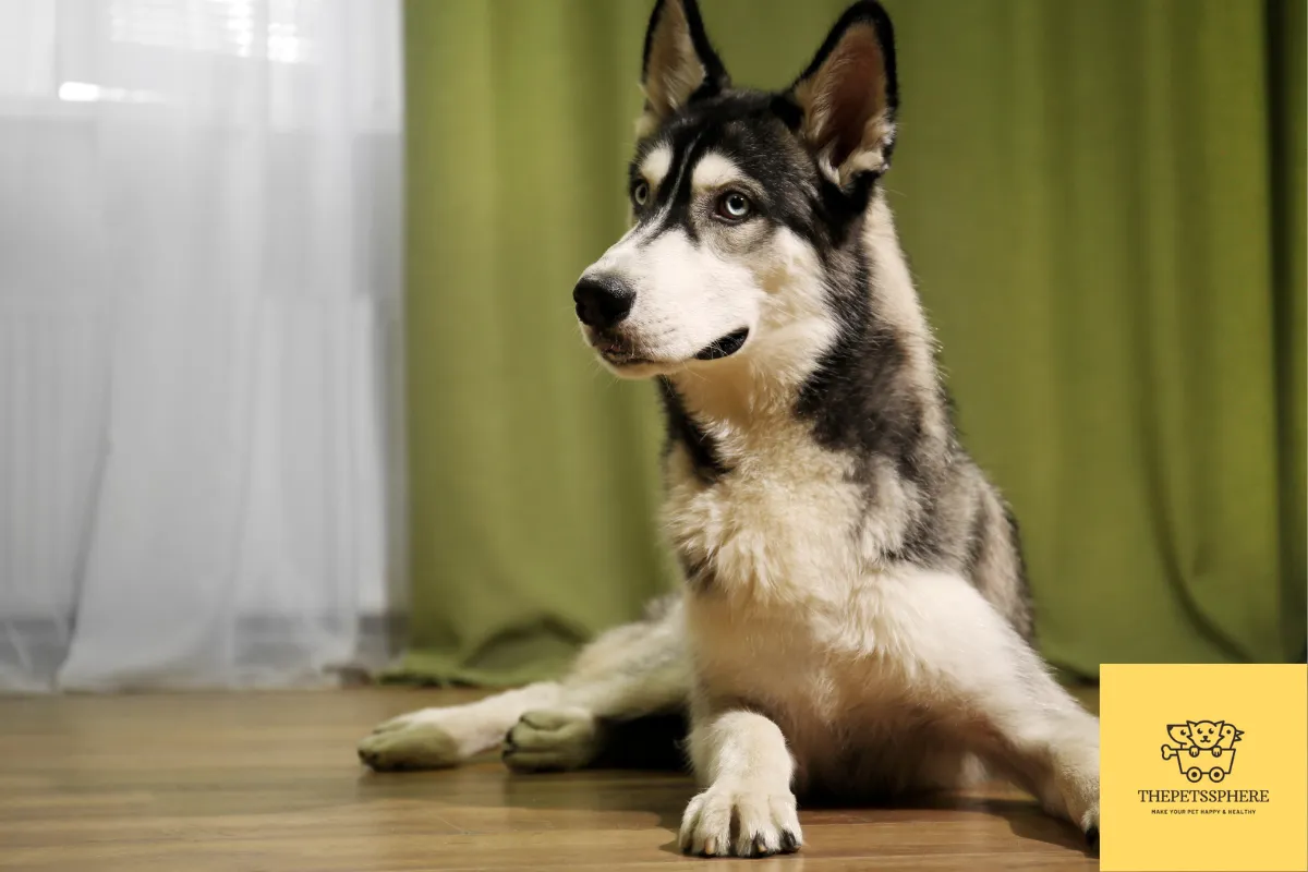 smart siberian husky