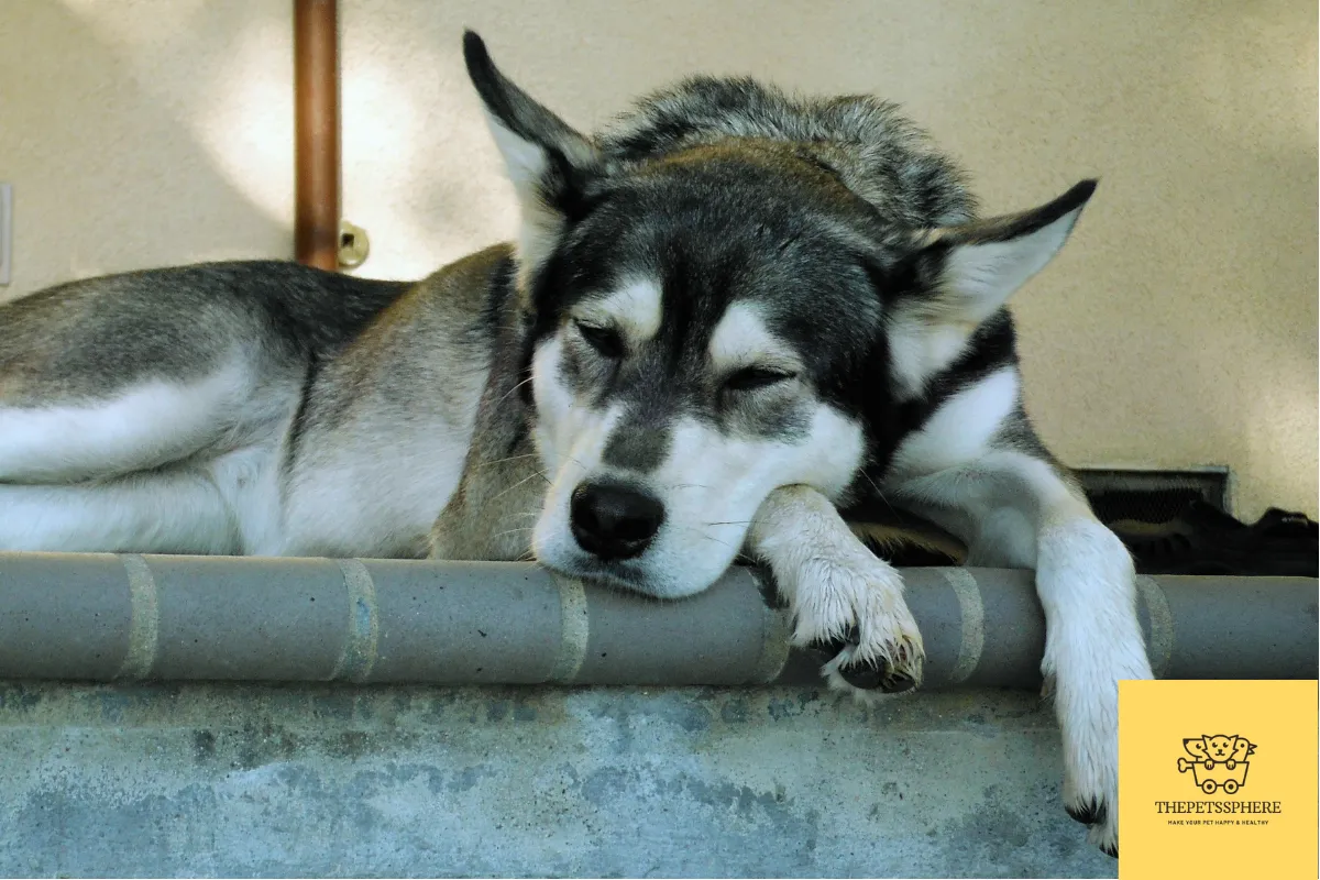 husky sleeping