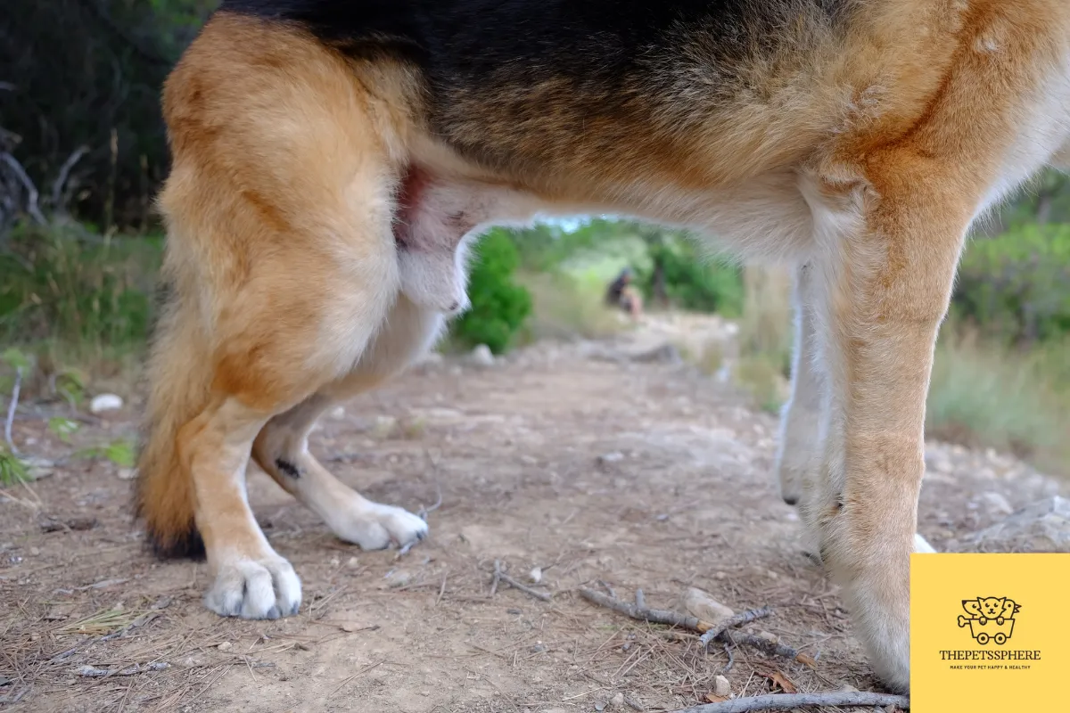 hip dysplasia in dogs