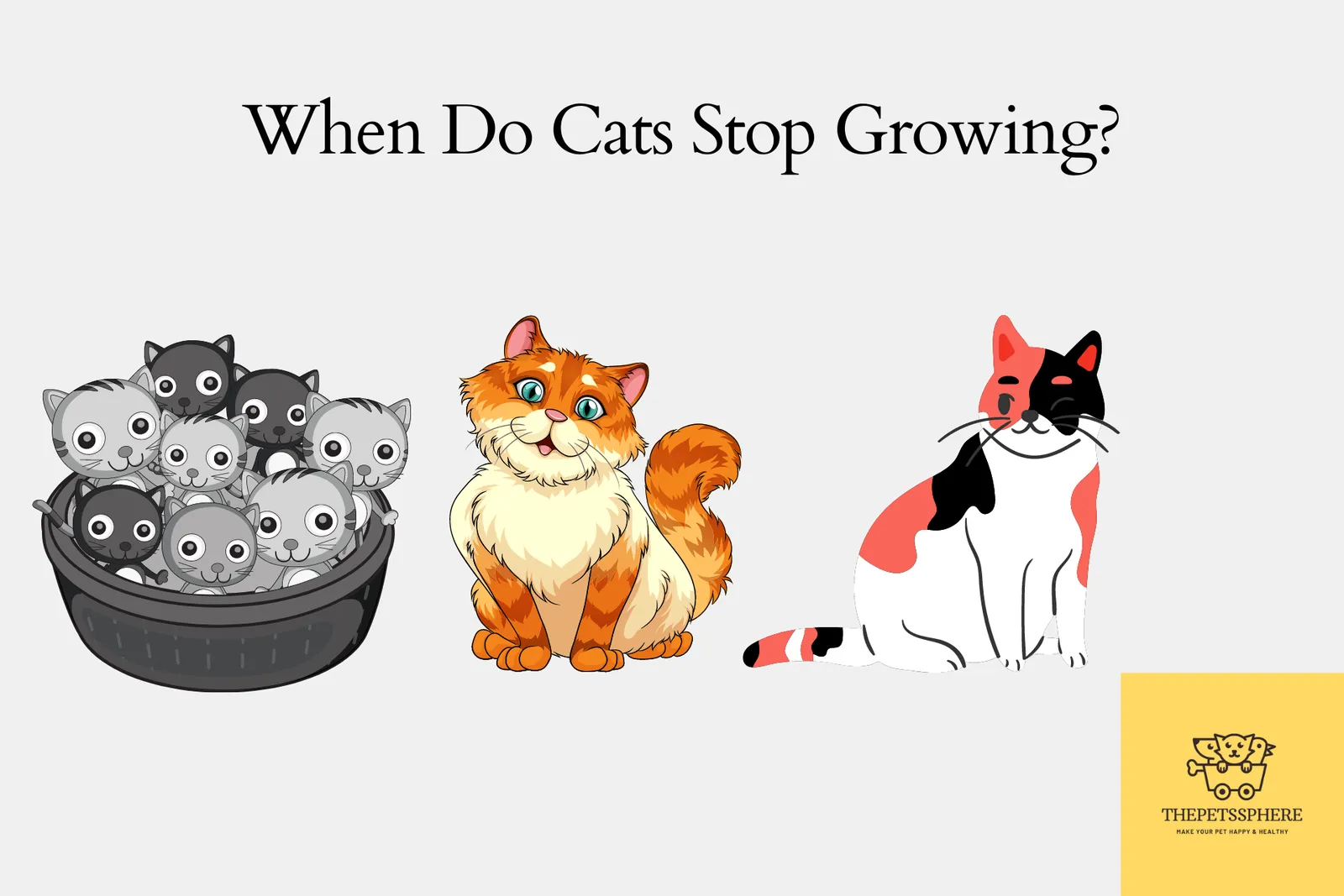 When Do Cats Stop Growing? Explained