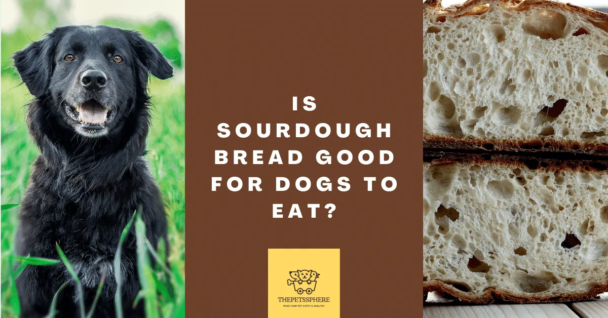 Is Sourdough Bread Good for Dogs to Eat