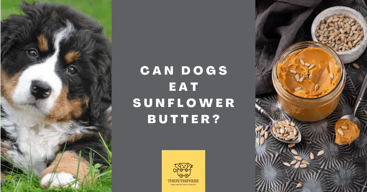 Can Dogs Eat Sunflower Butter