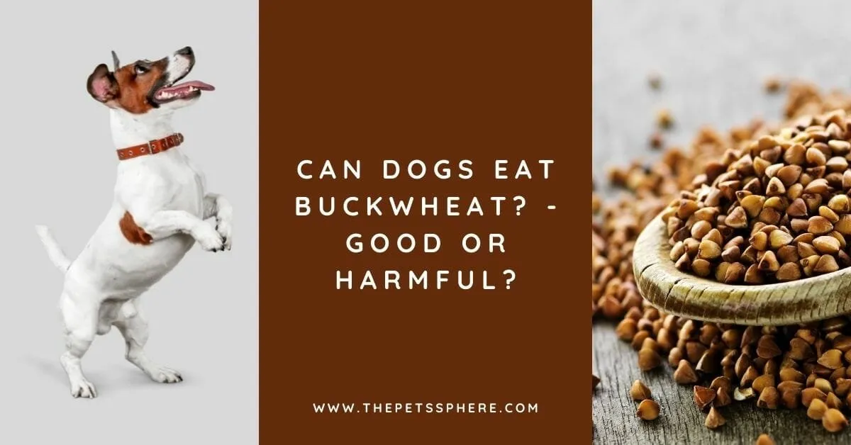 Can Dogs Eat Buckwheat - Good or Harmful