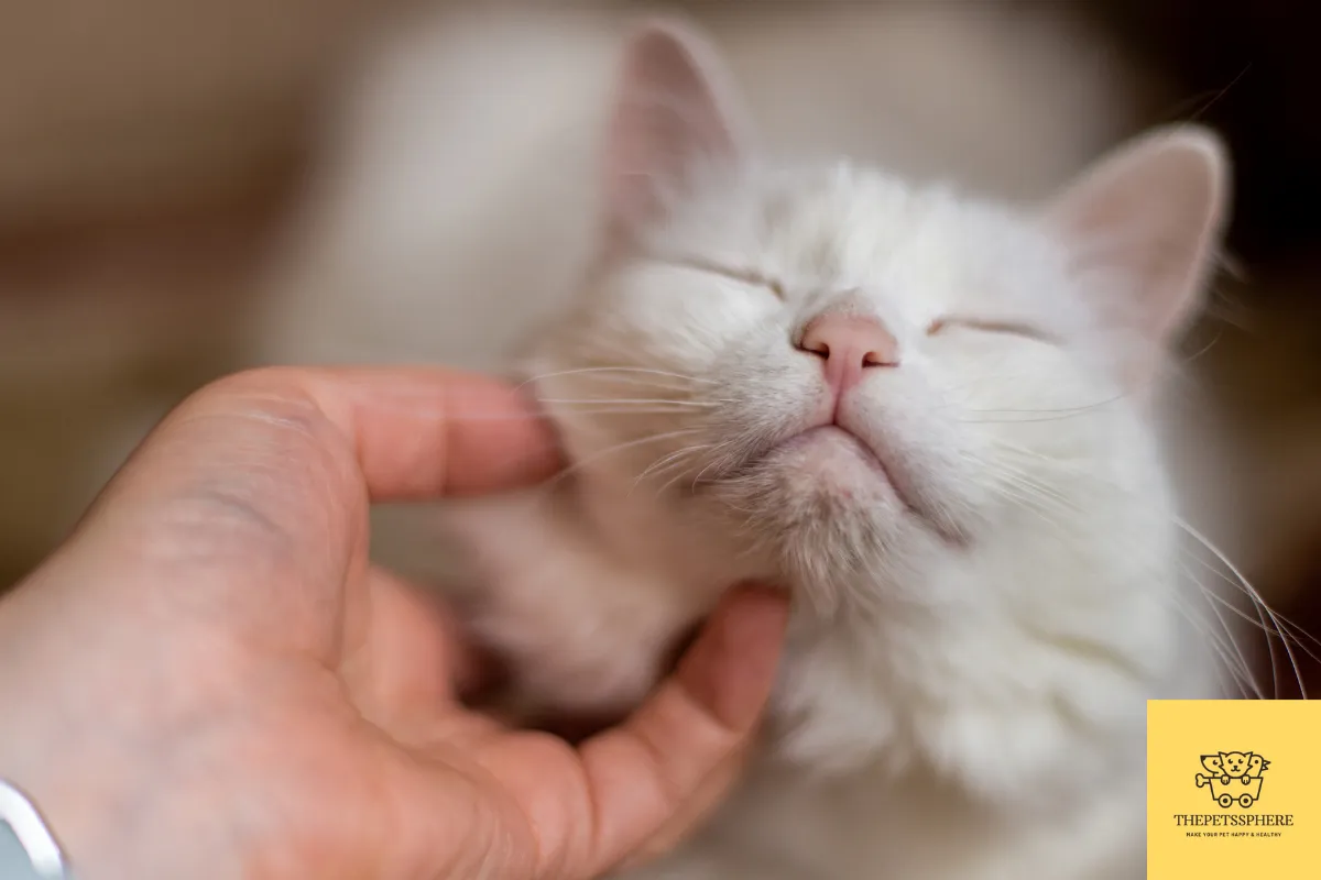 tickling cats