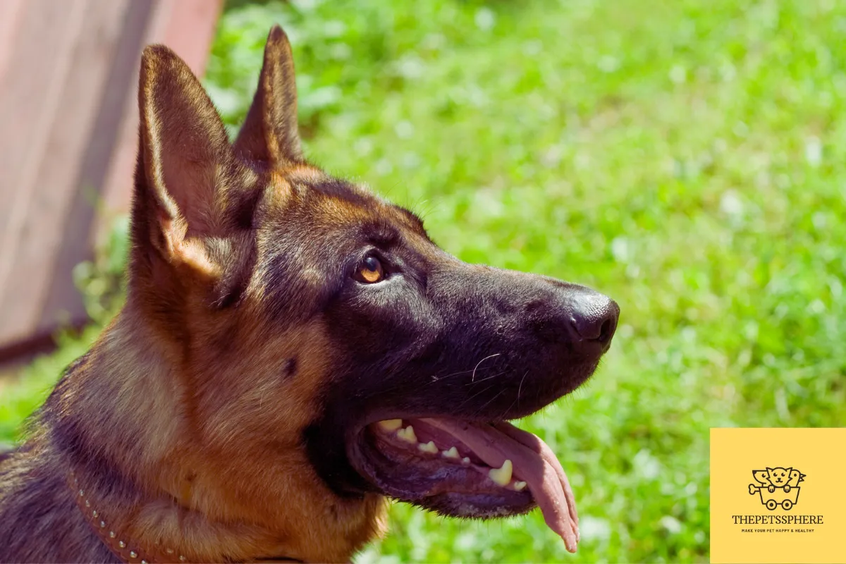 pic of german shepherds drooling