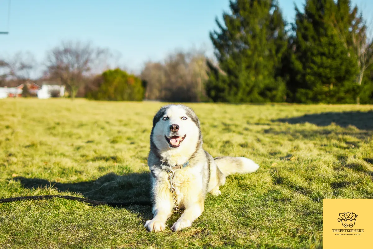 Pic of a Badass Husky