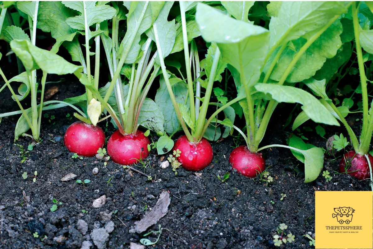 radish pic