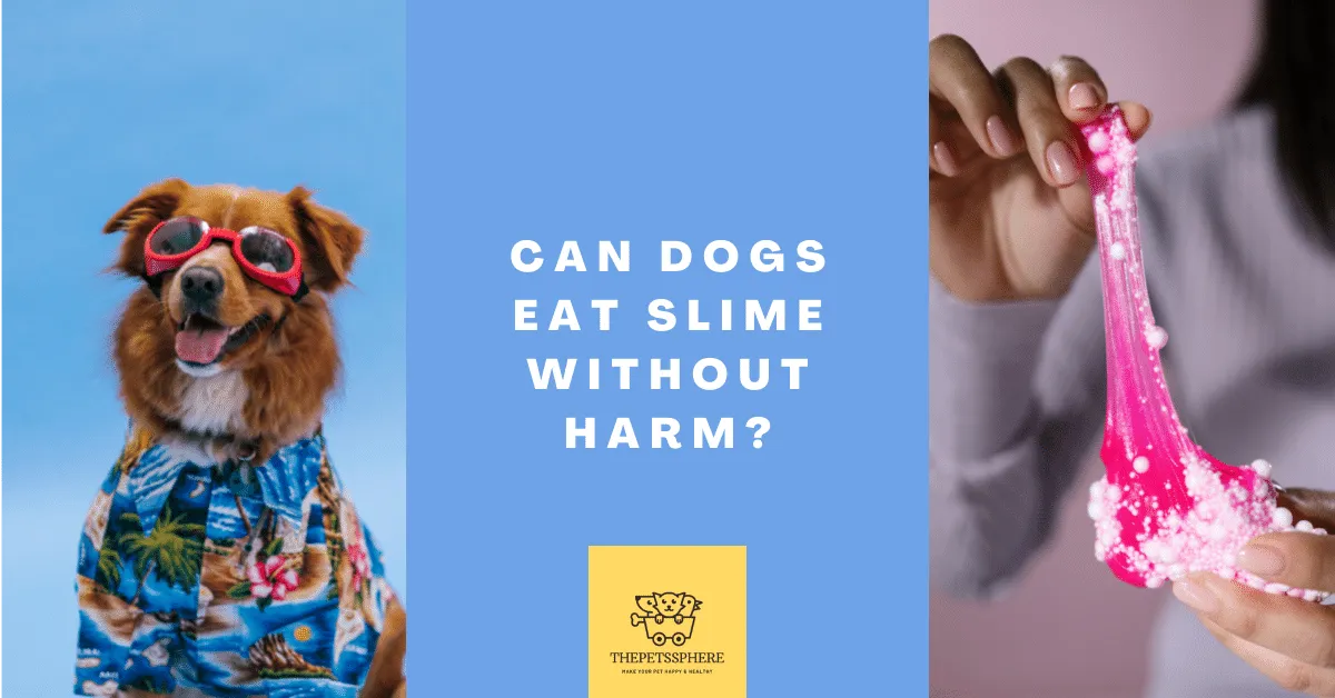 Can Dogs Eat Slime Without Harm