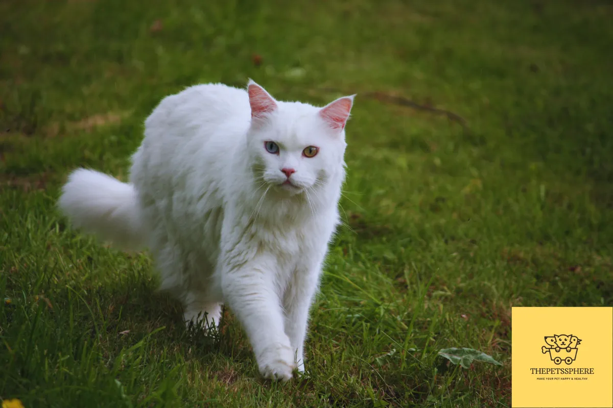 white maine coon cat