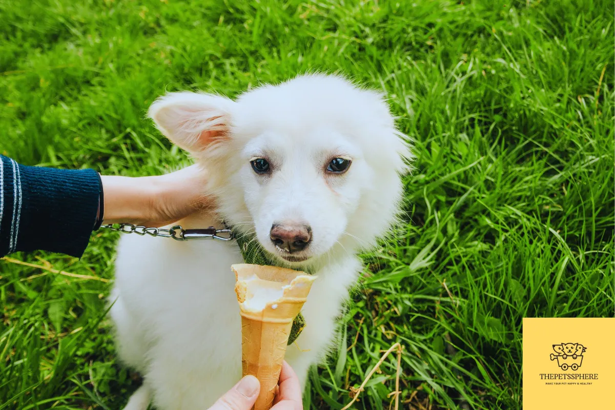 dogs eating icecream