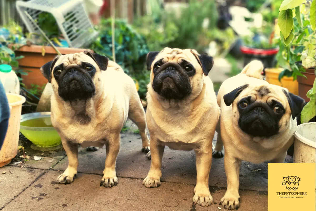 cute pugs