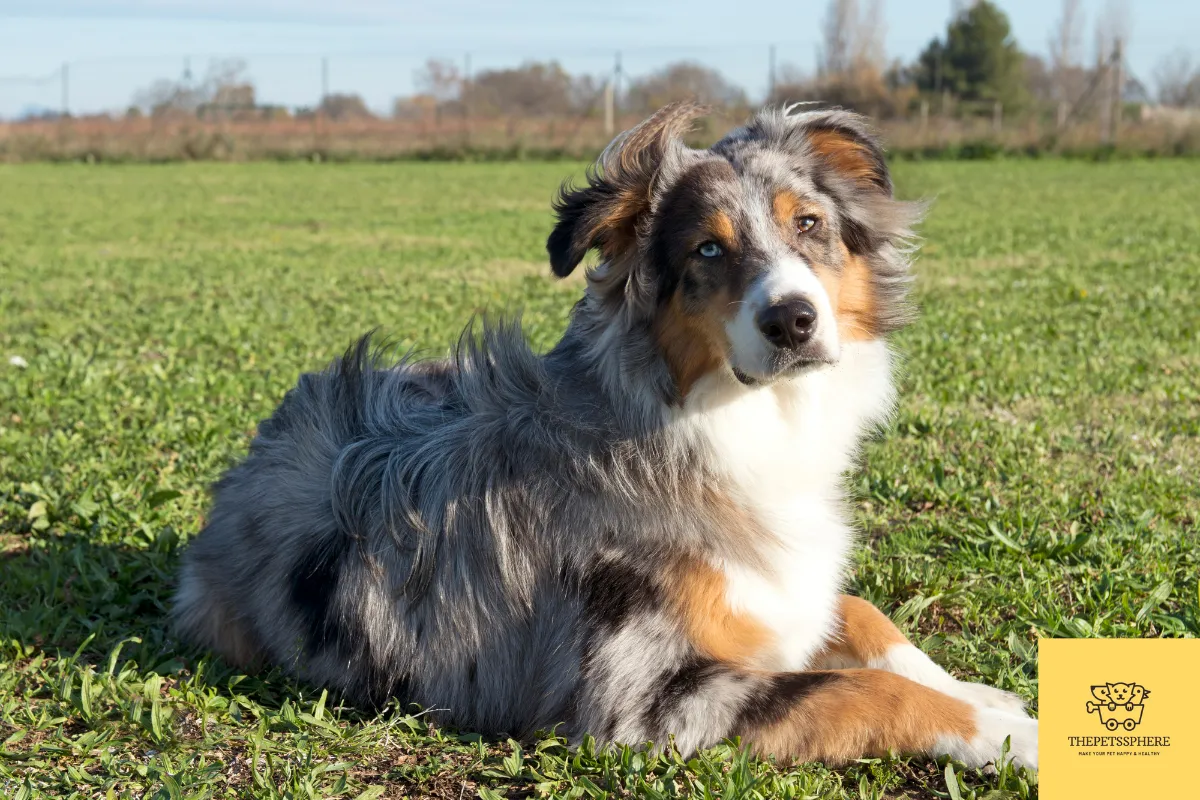 australian shepherd