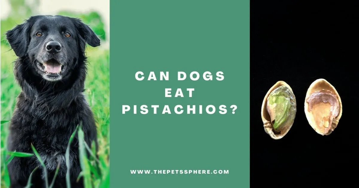 Can Dogs Eat Pistachios