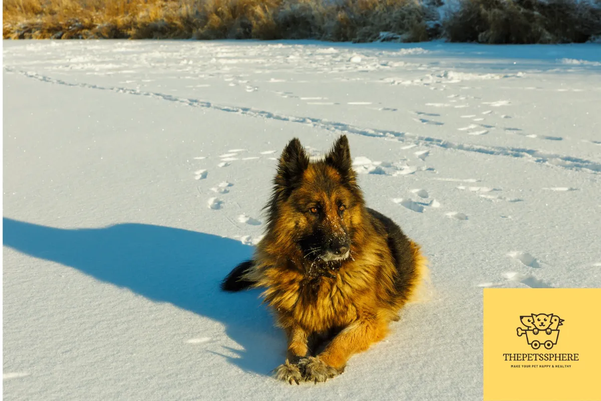 pic of a german shepherd lying in snow