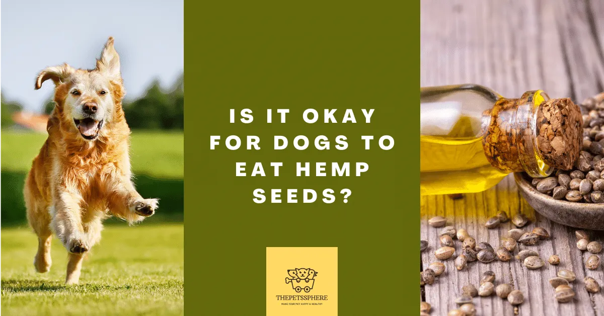 Is It Okay for Dogs to Eat Hemp Seeds