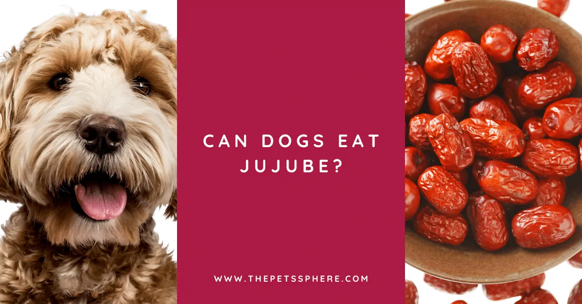 Can Dogs eat Jujube - featured image