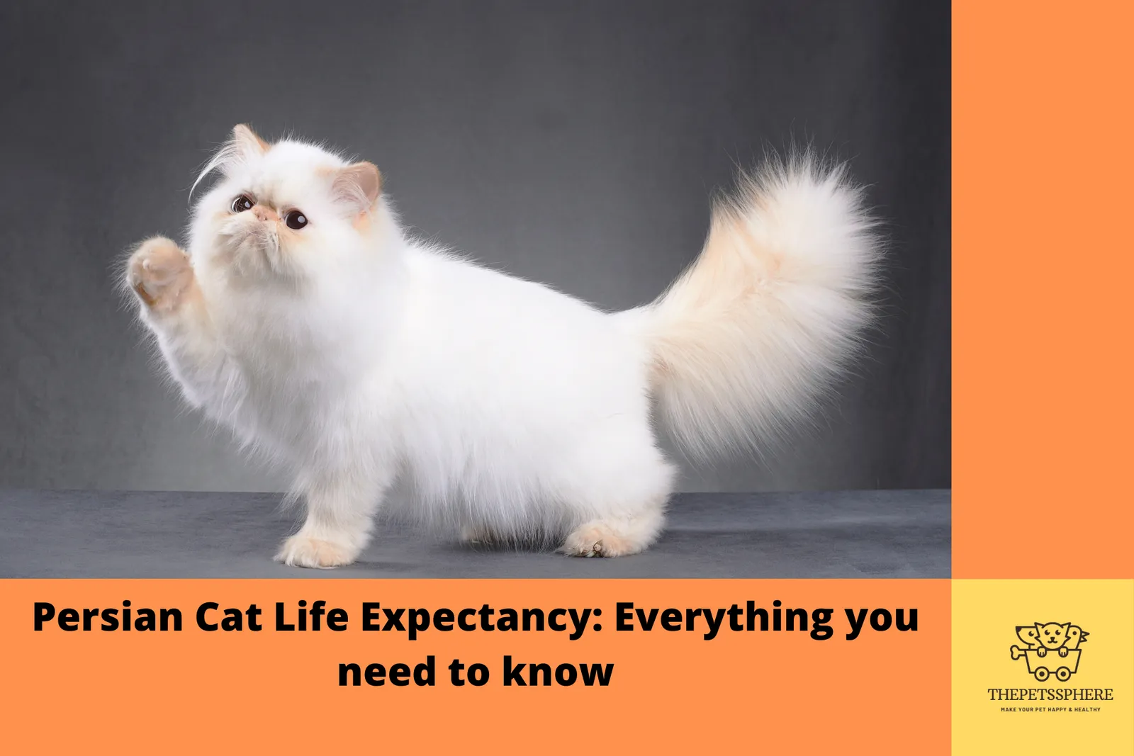 Increase Persian Cat Life expectancy