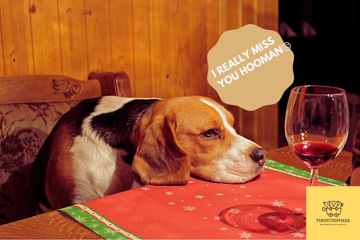 depressed dog