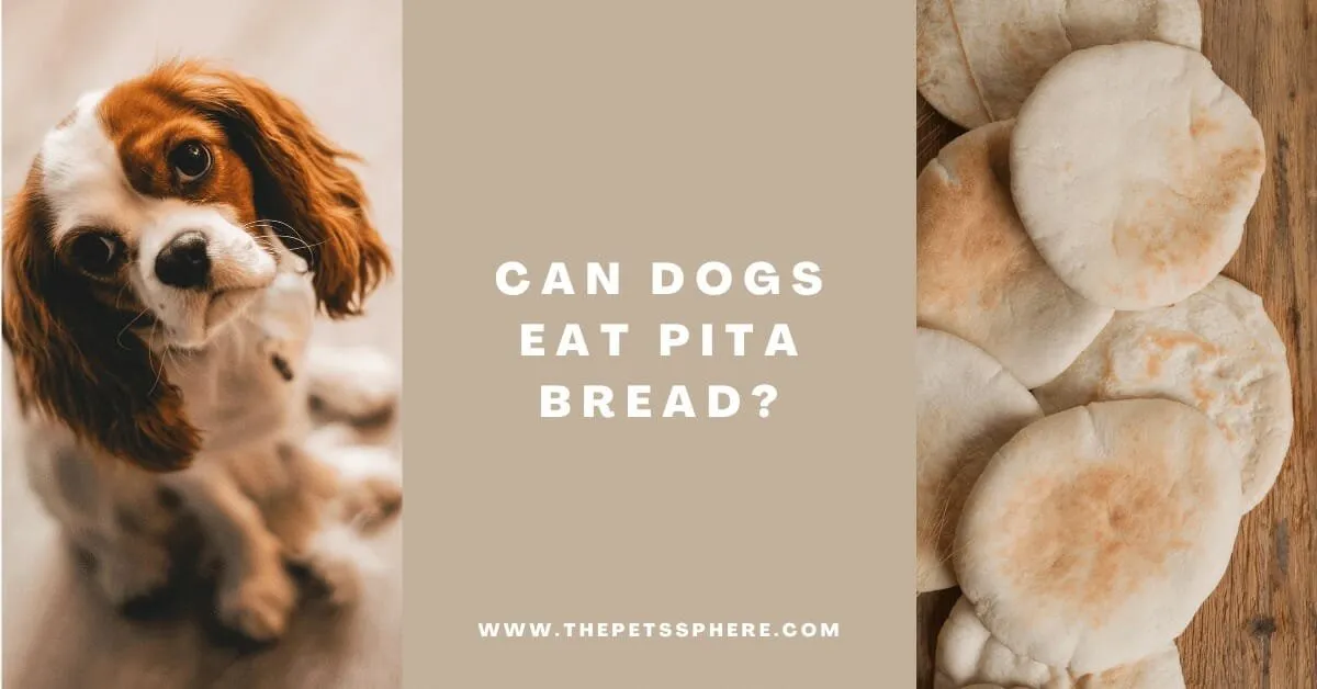 Can Dogs Eat Pita Bread