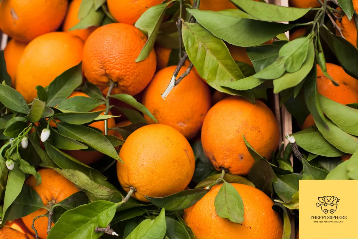 oranges