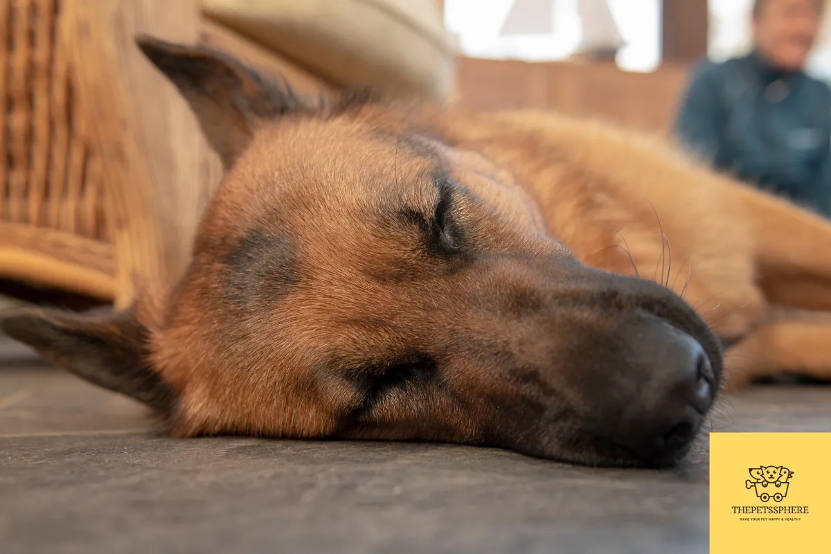 german shepherd sleeping