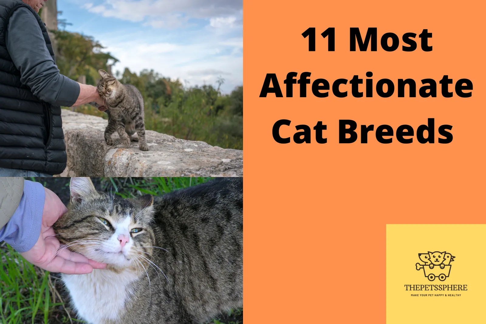 The 11 Most Affectionate Cat Breeds